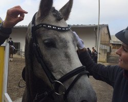 Dressurpferd Der feine Hugo (Westfale, 2010, von Der feine Lord AT)