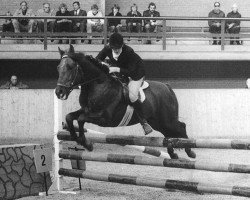 stallion Duke's Forest Apollo (New Forest Pony, 1972, from Heihof's Primeur)