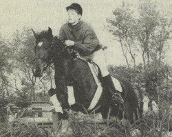 broodmare Diogenes Goldy (New Forest Pony, 1983, from Winsome's Diogenes)