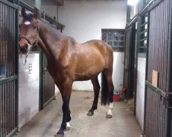 dressage horse Johnny B. Goode (Württemberger, 2008, from Glock's Johnson Tn)