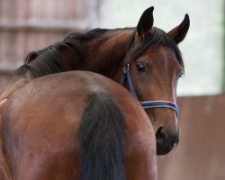 dressage horse Rhodia (Zweibrücken, 2007, from Royal Hit)