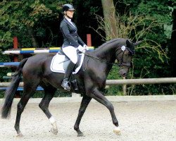 dressage horse Douglas 244 (Rhinelander, 2010, from Delamanga)