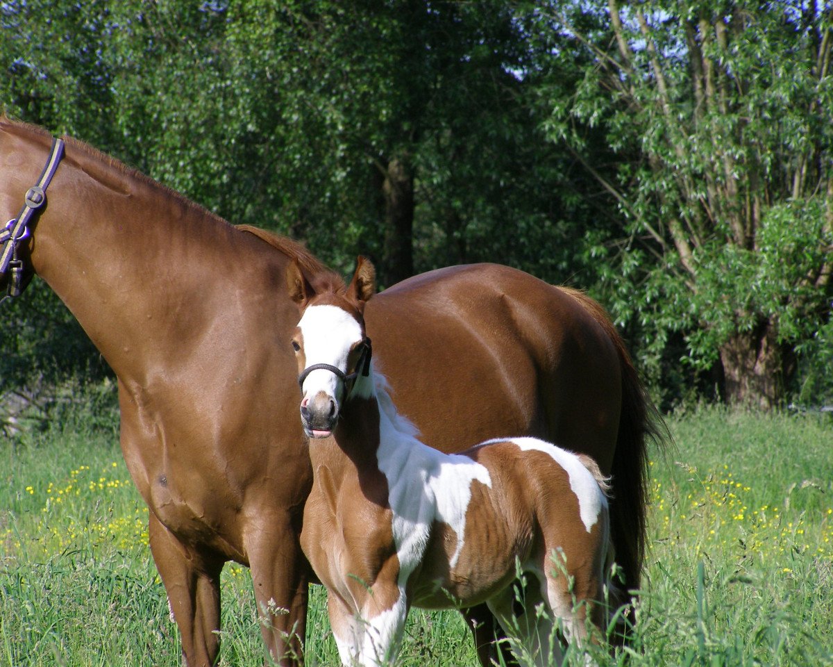 Pferd ST Phantomas (Pinto/Kleines Reitpferd, 2015, von TE Pharenheit)