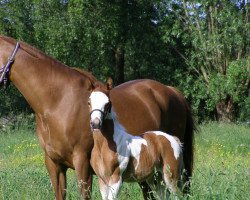 horse ST Phantomas (Pinto/Kleines Reitpferd, 2015, from TE Pharenheit)