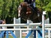 jumper Robs (German Riding Pony, 2005, from Llwynymorfa Robin)