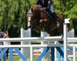 jumper Robs (German Riding Pony, 2005, from Llwynymorfa Robin)