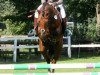 jumper Napoleon 465 (German Sport Horse, 2010, from Nikidam du Chateau)