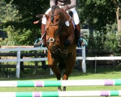 jumper Napoleon 465 (German Sport Horse, 2010, from Nikidam du Chateau)