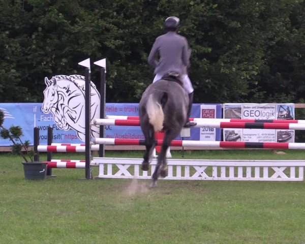 Reitturnier Greven 2020