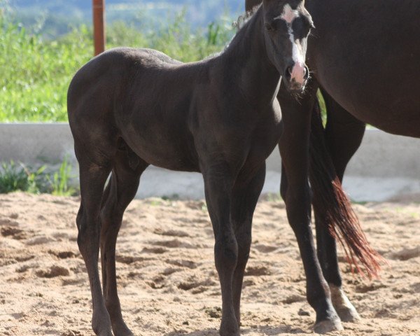 Deckhengst TVS BLACK DIAMOND (Quarter Horse, 2015, von Kings Tivio Malbec)