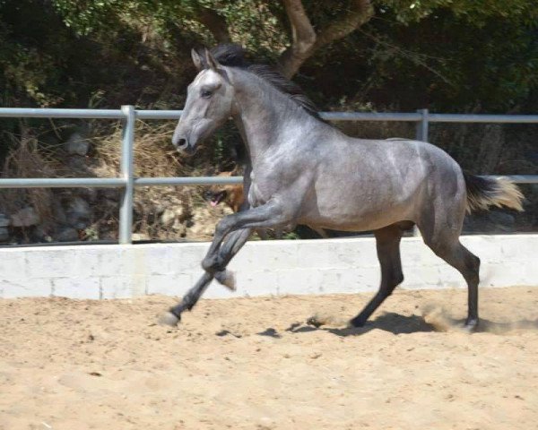 horse GALAN GS (Pura Raza Espanola (PRE), 2013)