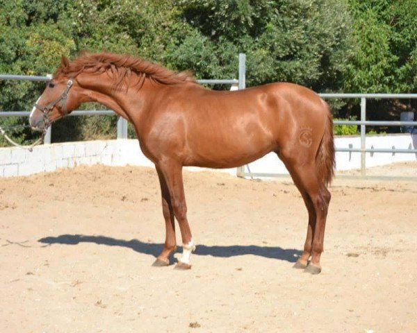 horse LEVINTON GS (Pura Raza Espanola (PRE), 2013)