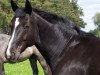 broodmare Dark little Lady M (Oldenburg, 1998, from De Niro)