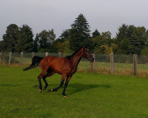 horse Etienne (polish noble half-breed, 2009, from Etos)