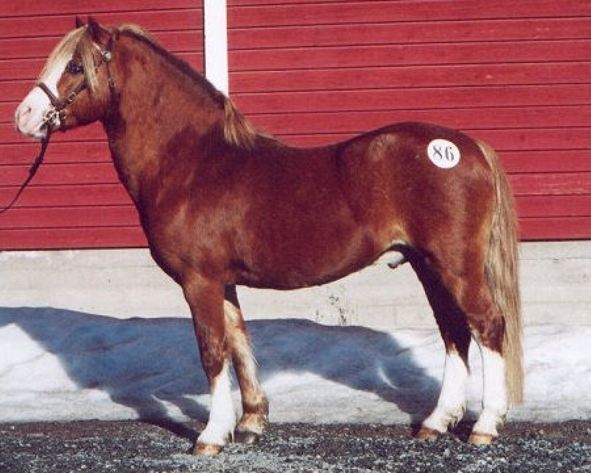 stallion Scrafton Night Owl 9 WM (Welsh mountain pony (SEK.A), 1987, from Dundon Crocus)