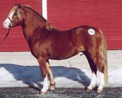 Deckhengst Scrafton Night Owl 9 WM (Welsh Mountain Pony (Sek.A), 1987, von Dundon Crocus)