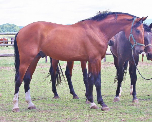 dressage horse Don Sandro (Oldenburg, 2012, from Don Cismo)