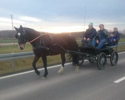 horse Louise (Sächs.-Thür. Schweres Warmbl., 2012)