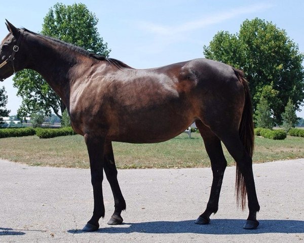 broodmare Miss Union Avenue xx (Thoroughbred, 1992, from Steinlen xx)