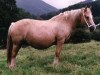 broodmare Stremda Sparkle (Welsh-Cob (Sek. D), 1977, from Nebo Brenin)