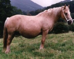 Zuchtstute Stremda Sparkle (Welsh-Cob (Sek. D), 1977, von Nebo Brenin)