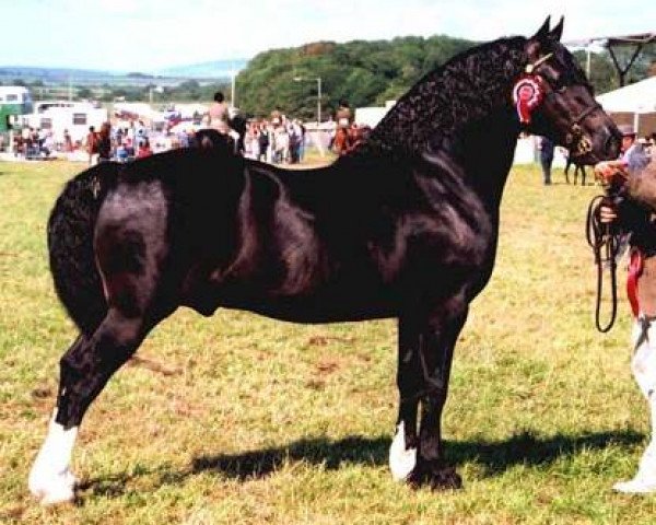 stallion Horeb Lloyd George (Welsh-Cob (Sek. D), 1995, from Newydd Lloyd)