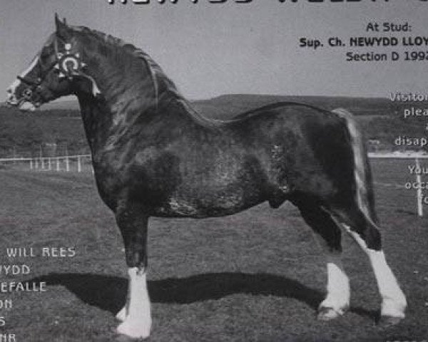 stallion Newydd Lloyd (Welsh-Cob (Sek. D), 1992, from Nebo Brenin)