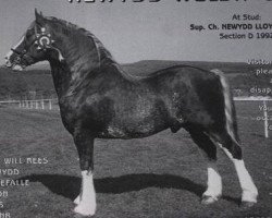 Deckhengst Newydd Lloyd (Welsh-Cob (Sek. D), 1992, von Nebo Brenin)