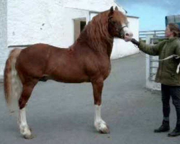 stallion Nebo Thomas (Welsh-Cob (Sek. D), 1991, from Nebo Brenin)