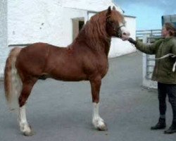 stallion Nebo Thomas (Welsh-Cob (Sek. D), 1991, from Nebo Brenin)