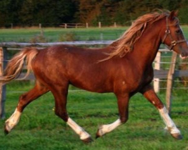 Pferd Nebo Super Star (Welsh-Cob (Sek. D), 1989, von Nebo Brenin)