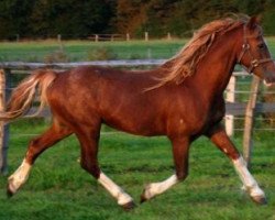 Pferd Nebo Super Star (Welsh-Cob (Sek. D), 1989, von Nebo Brenin)