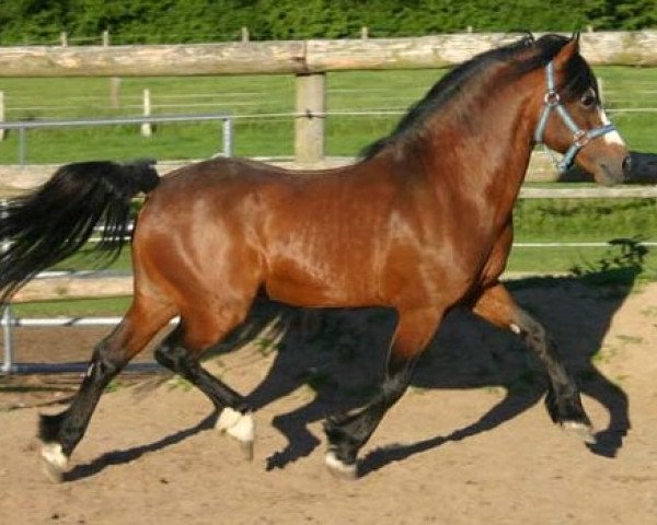 Pferd Nebo Jester (Welsh-Cob (Sek. C), 1985, von Nebo Brenin)