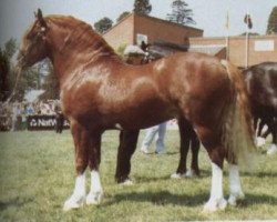 Deckhengst Nebo Hywel (Welsh-Cob (Sek. D), 1987, von Nebo Brenin)