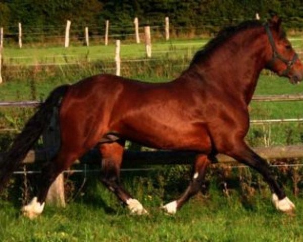 stallion Nebo Danny (Welsh-Cob (Sek. D), 1993, from Nebo Brenin)