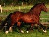 stallion Nebo Danny (Welsh-Cob (Sek. D), 1993, from Nebo Brenin)