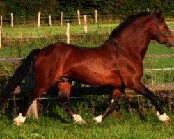 Deckhengst Nebo Danny (Welsh-Cob (Sek. D), 1993, von Nebo Brenin)