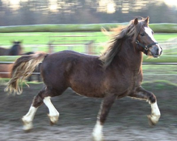 Pferd Nebo Cracker Jack (Welsh-Cob (Sek. C), 2004, von Nebo Bouncer)