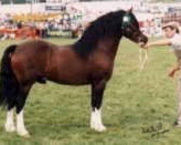 stallion Nebo Bouncer (Welsh-Cob (Sek. C), 1981, from Nebo Brenin)