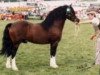 stallion Nebo Bouncer (Welsh-Cob (Sek. C), 1981, from Nebo Brenin)
