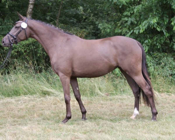 broodmare Wischhoffs Easy Girl (German Riding Pony, 2012, from High Flow's Oxford)