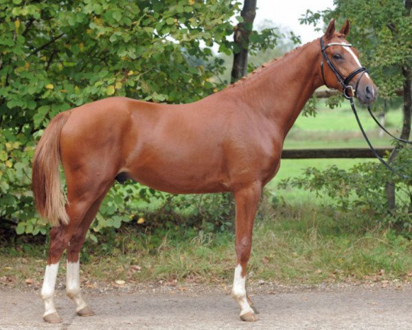 Pferd Oscar (Deutsches Reitpony, 2012, von High Flow's Oxford)