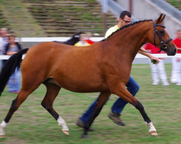 broodmare Elaine (German Riding Pony, 2004, from Seven Mountain Natan)