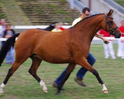 broodmare Elaine (German Riding Pony, 2004, from Seven Mountain Natan)