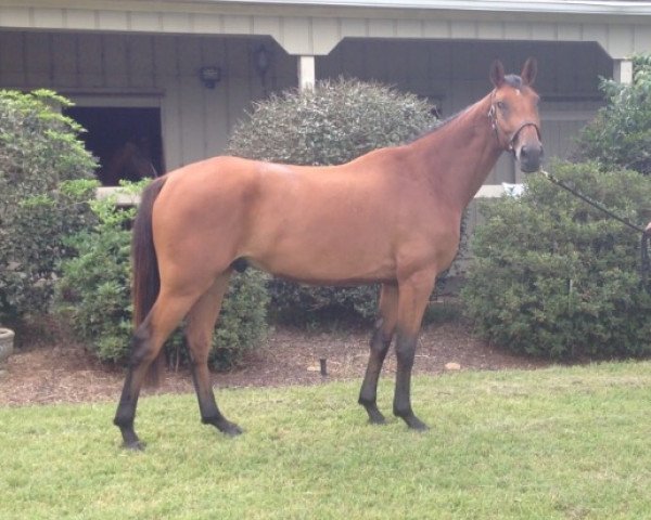 horse Ohio GIS (American Warmblood, 2009, from Olimpic Star)