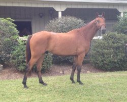 horse Ohio GIS (American Warmblood, 2009, from Olimpic Star)