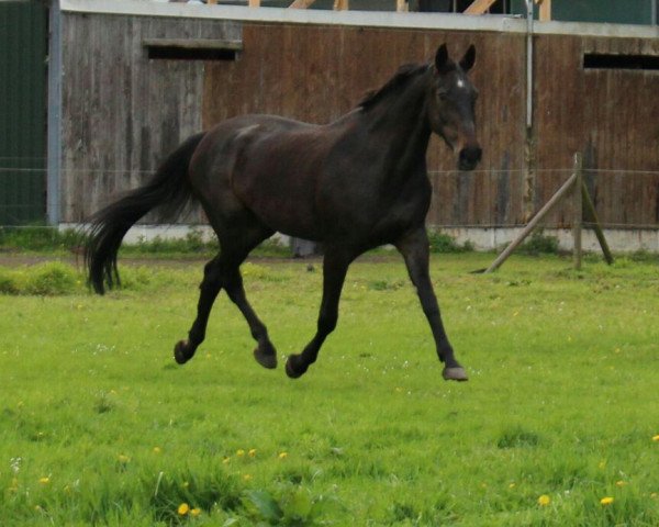 broodmare Portobella (Westphalian, 1996, from Potsdam)