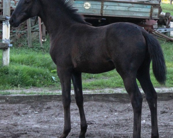 broodmare Senorita (Hanoverian, 2015, from Scuderia)