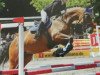 jumper Herlinde van het Goovahof (Belgian Warmblood, 2007, from Argentinus)