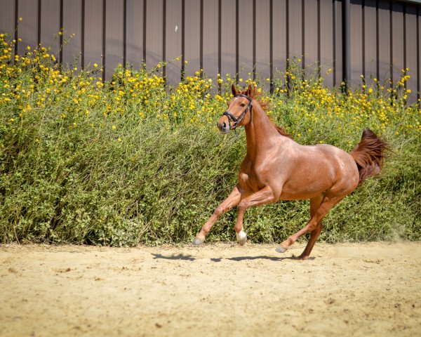 Pferd Davona (Rheinländer, 2006, von Daddy Cool)